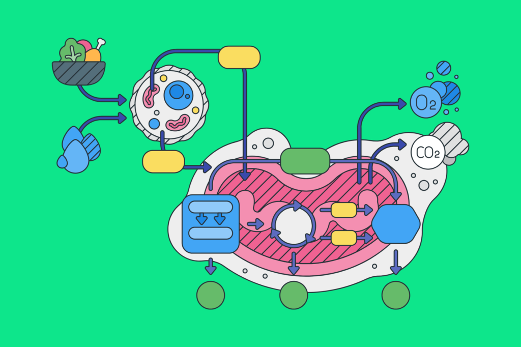 How to Boost Metabolism Naturally After 40